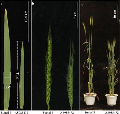 Major QTL for Seven Yield-Related Traits in Common Wheat (Triticum aestivum L.)